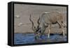 Kudu Bull-Tobie Oosthuizen-Framed Stretched Canvas