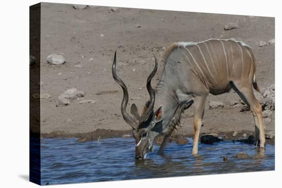 Kudu Bull-Tobie Oosthuizen-Stretched Canvas