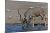 Kudu Bull-Tobie Oosthuizen-Mounted Photographic Print