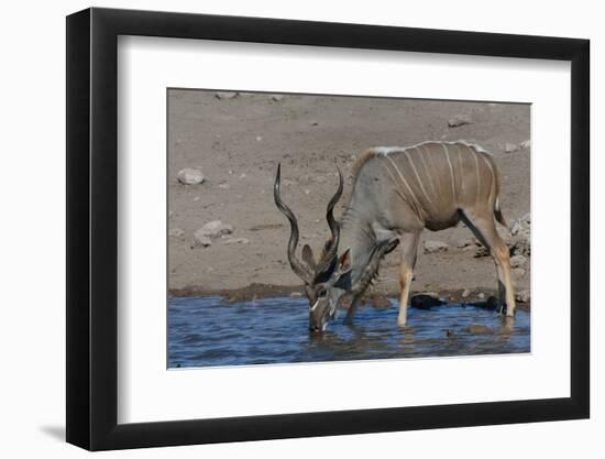 Kudu Bull-Tobie Oosthuizen-Framed Photographic Print