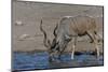 Kudu Bull-Tobie Oosthuizen-Mounted Photographic Print