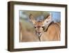 Kudu Calf's Adorable Stare of Innocence - Wild Africa-Naturally Africa-Framed Photographic Print