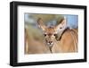 Kudu Calf's Adorable Stare of Innocence - Wild Africa-Naturally Africa-Framed Photographic Print