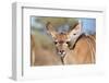 Kudu Calf's Adorable Stare of Innocence - Wild Africa-Naturally Africa-Framed Photographic Print