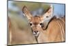 Kudu Calf's Adorable Stare of Innocence - Wild Africa-Naturally Africa-Mounted Photographic Print