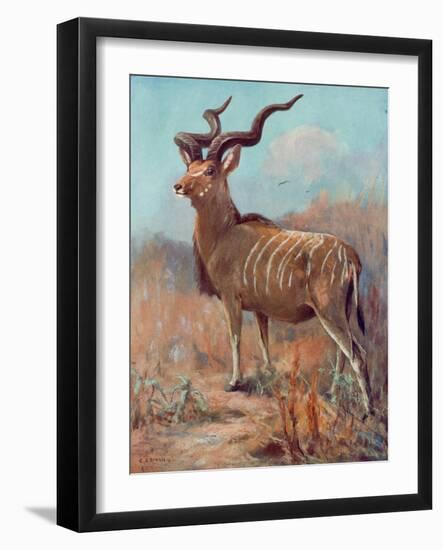 Kudu, Cuthbert Swan-Cuthbert Swan-Framed Art Print