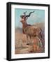 Kudu, Cuthbert Swan-Cuthbert Swan-Framed Art Print