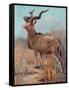 Kudu, Cuthbert Swan-Cuthbert Swan-Framed Stretched Canvas