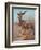 Kudu, Cuthbert Swan-Cuthbert Swan-Framed Art Print