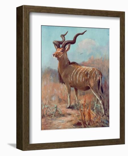 Kudu, Cuthbert Swan-Cuthbert Swan-Framed Art Print