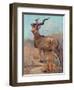 Kudu, Cuthbert Swan-Cuthbert Swan-Framed Art Print