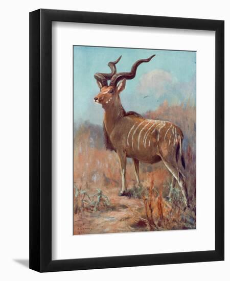 Kudu, Cuthbert Swan-Cuthbert Swan-Framed Art Print