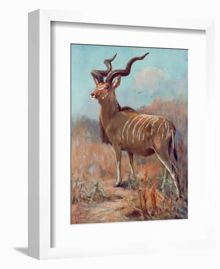 Kudu, Cuthbert Swan-Cuthbert Swan-Framed Art Print