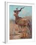 Kudu, Cuthbert Swan-Cuthbert Swan-Framed Art Print