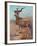 Kudu, Cuthbert Swan-Cuthbert Swan-Framed Art Print