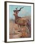 Kudu, Cuthbert Swan-Cuthbert Swan-Framed Art Print