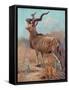 Kudu, Cuthbert Swan-Cuthbert Swan-Framed Stretched Canvas