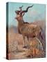 Kudu, Cuthbert Swan-Cuthbert Swan-Stretched Canvas