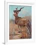 Kudu, Cuthbert Swan-Cuthbert Swan-Framed Art Print