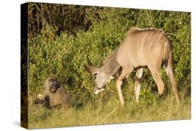 Kudu Stealing Fruit from a Baboon-Michele Westmorland-Stretched Canvas