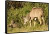 Kudu Stealing Fruit from a Baboon-Michele Westmorland-Framed Stretched Canvas