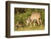 Kudu Stealing Fruit from a Baboon-Michele Westmorland-Framed Photographic Print