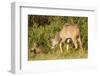 Kudu Stealing Fruit from a Baboon-Michele Westmorland-Framed Photographic Print