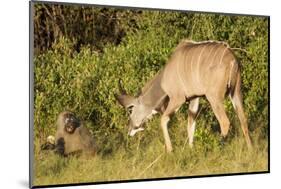 Kudu Stealing Fruit from a Baboon-Michele Westmorland-Mounted Photographic Print