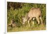 Kudu Stealing Fruit from a Baboon-Michele Westmorland-Framed Photographic Print