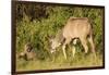 Kudu Stealing Fruit from a Baboon-Michele Westmorland-Framed Photographic Print