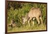 Kudu Stealing Fruit from a Baboon-Michele Westmorland-Framed Photographic Print