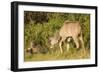 Kudu Stealing Fruit from a Baboon-Michele Westmorland-Framed Photographic Print