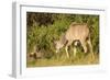 Kudu Stealing Fruit from a Baboon-Michele Westmorland-Framed Photographic Print