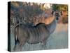 Kudu-J.D. Mcfarlan-Stretched Canvas