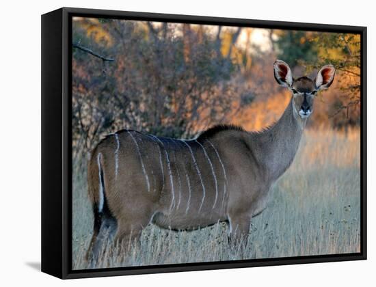 Kudu-J.D. Mcfarlan-Framed Stretched Canvas