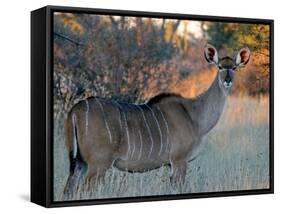 Kudu-J.D. Mcfarlan-Framed Stretched Canvas