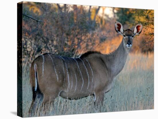 Kudu-J.D. Mcfarlan-Stretched Canvas