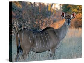 Kudu-J.D. Mcfarlan-Stretched Canvas