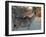 Kudu-J.D. Mcfarlan-Framed Photographic Print