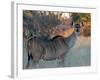 Kudu-J.D. Mcfarlan-Framed Photographic Print