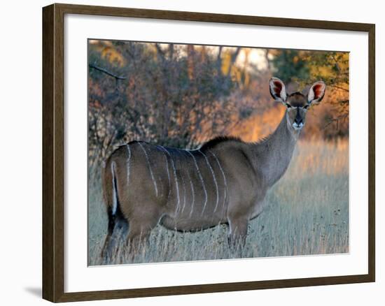 Kudu-J.D. Mcfarlan-Framed Photographic Print