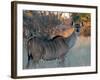 Kudu-J.D. Mcfarlan-Framed Photographic Print