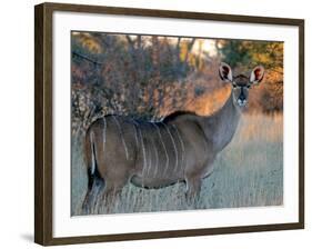 Kudu-J.D. Mcfarlan-Framed Photographic Print