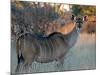 Kudu-J.D. Mcfarlan-Mounted Photographic Print