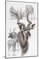 Kudu-Barbara Keith-Mounted Giclee Print