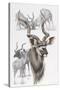 Kudu-Barbara Keith-Stretched Canvas