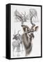 Kudu-Barbara Keith-Framed Stretched Canvas