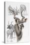 Kudu-Barbara Keith-Stretched Canvas