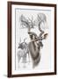 Kudu-Barbara Keith-Framed Giclee Print