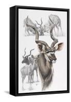Kudu-Barbara Keith-Framed Stretched Canvas